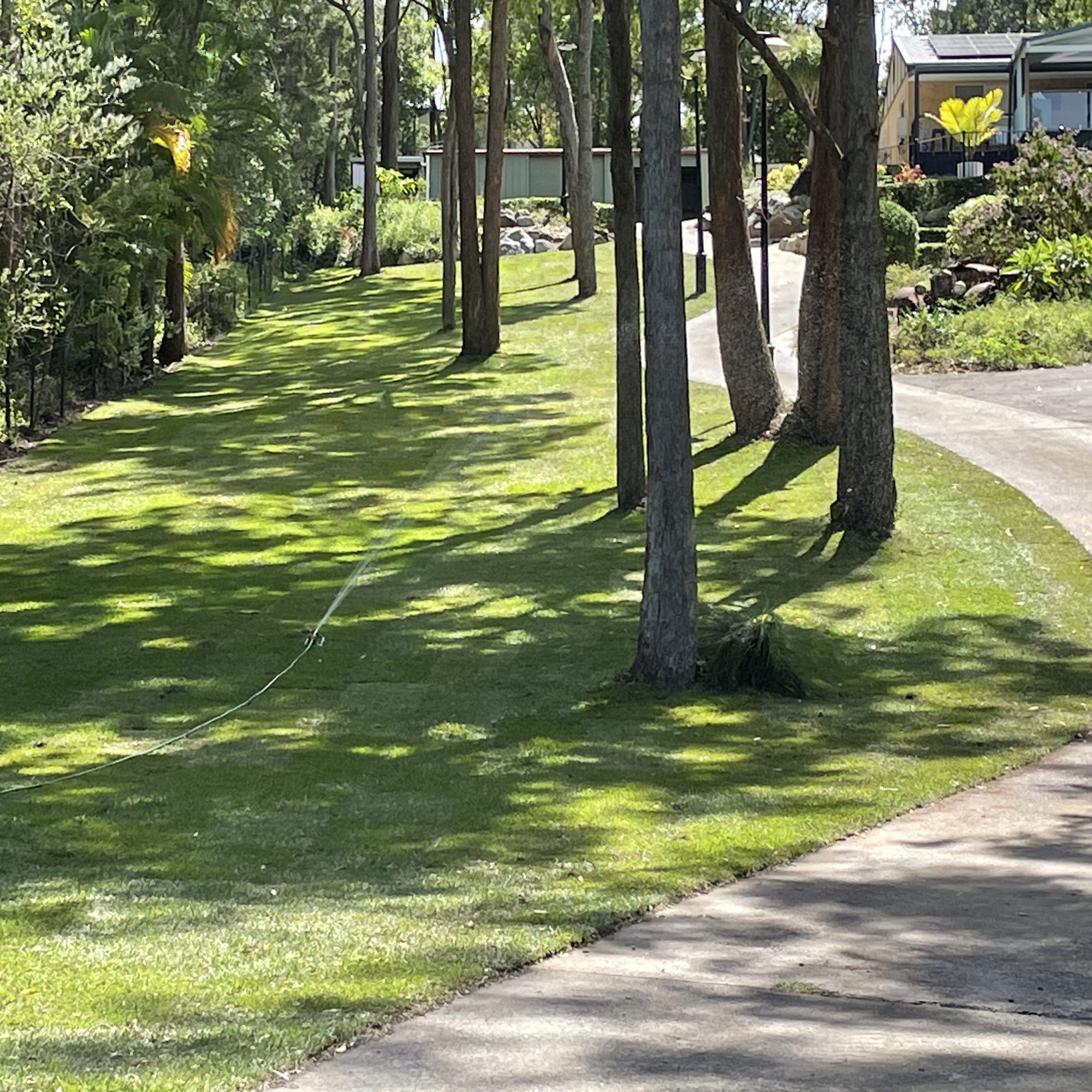 Sir Walter DNA Certified Buffalo