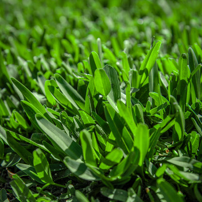 Stampede Hybrid Buffalo Grass