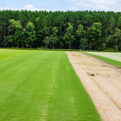 TifTuf Hybrid Bermuda