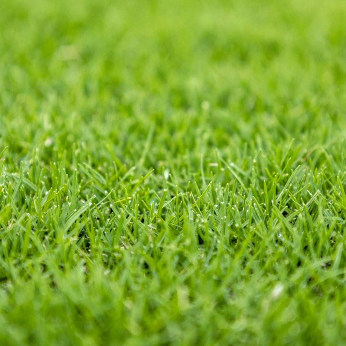 TifTuf Hybrid Bermuda Grass - Drought Tolerant – GoTurf