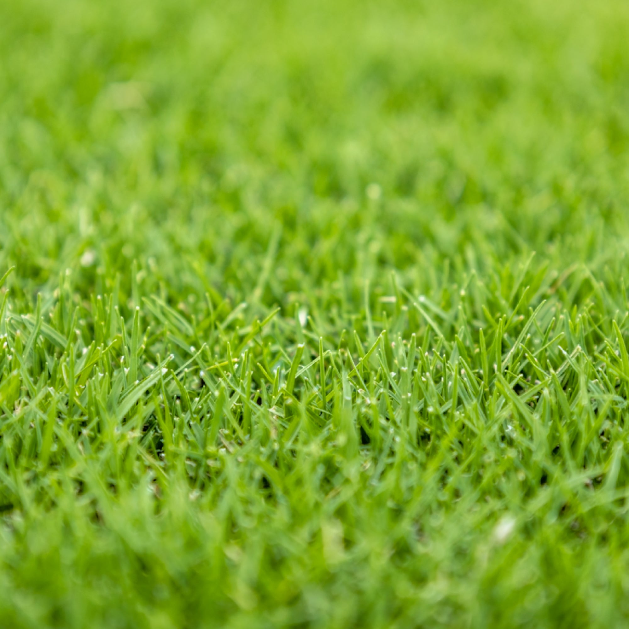 TifTuf Hybrid Bermuda