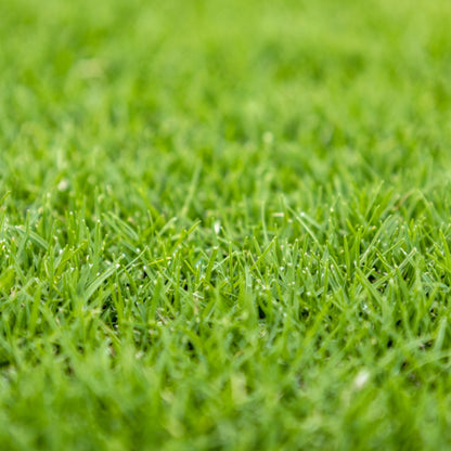 TifTuf Hybrid Bermuda