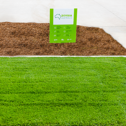 Zoysia Australis